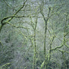 the album cover for Six Organs Of Admittance - Dust & Chimes [Limited Edition Vinyl]