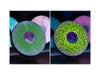Vylumi Sparq (Illuminated, Interactive Record Display) - Pale Blue Dot Records