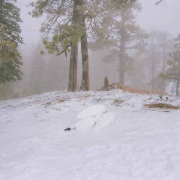 the album cover for Wisp - Pandora [Indie ExclusiveTranslucent Milky Clear 12inch EP]