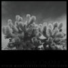 the album cover for Derek Monypeny  / Corcoran,Kevin - Abacomancy