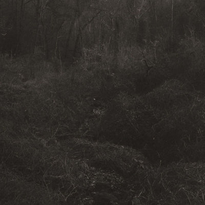 the album cover for Lesley Mok - Transient [Download Included]