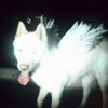 the album cover for Fat Dog - Cancel Me (I'm Tired)