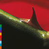 the album cover for Nusrat Khan  Fateh Ali / Brook,Michael - Night Song - Green [Colored Vinyl] (Grn) (Aniv) [Reissue]