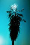 Buy a tree - Pale Blue Dot Records