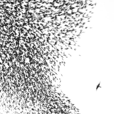 Wilco - Sky Blue Sky (Vinyl LP) - Pale Blue Dot Records