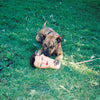 Joyce Manor - Cody (Vinyl LP)