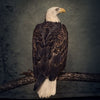 Clutch - Book Of Bad Decisions (Indie Exclusive Vinyl) - Pale Blue Dot Records