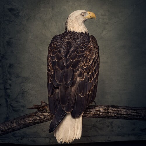 Clutch - Book Of Bad Decisions (Indie Exclusive Vinyl) - Pale Blue Dot Records