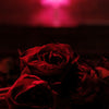 The Paper Kites - Roses (Vinyl LP)