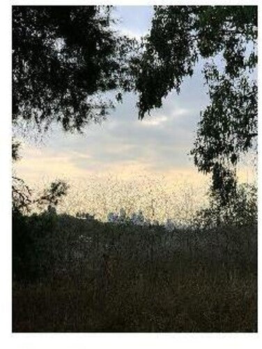 Jon Porras - Arroyo (Indie Exclusive Vinyl)