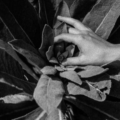 Nanook of the North - Heide (Indie Exclusive Vinyl)