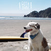 Goth Babe - Goth Babe (Vinyl LP) - Pale Blue Dot Records