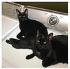 Sam Prekop - Sons Of (Indie Exclusive Vinyl) - Pale Blue Dot Records