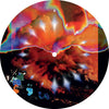 Crescendo (Vinyl LP) - Pale Blue Dot Records